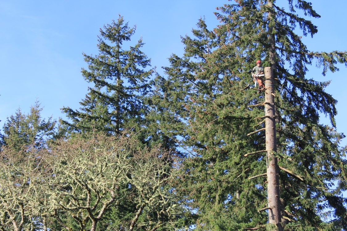 photo of living snag being created at Maroon Ponds