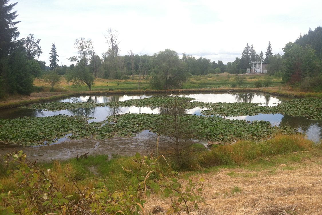 photo of Maroon Ponds before restoration work