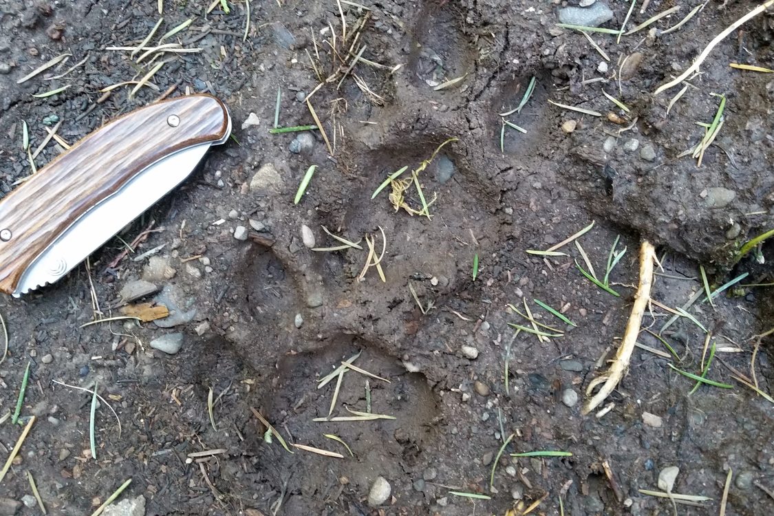 photo of bobcat track