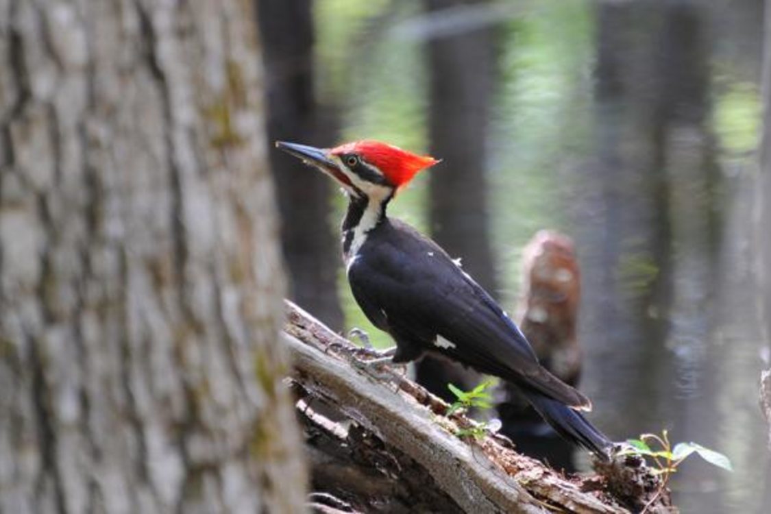 photo of pileated woodpecker