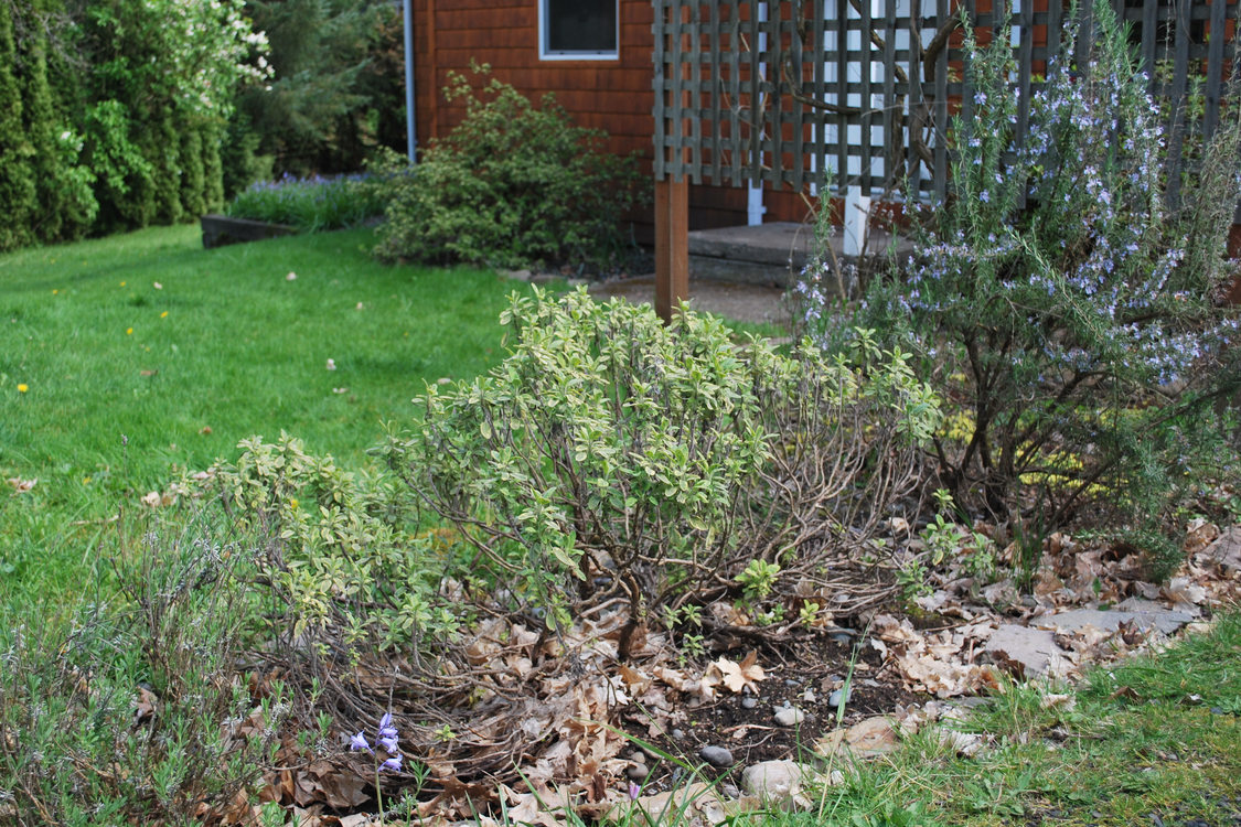 photo of an herb garden