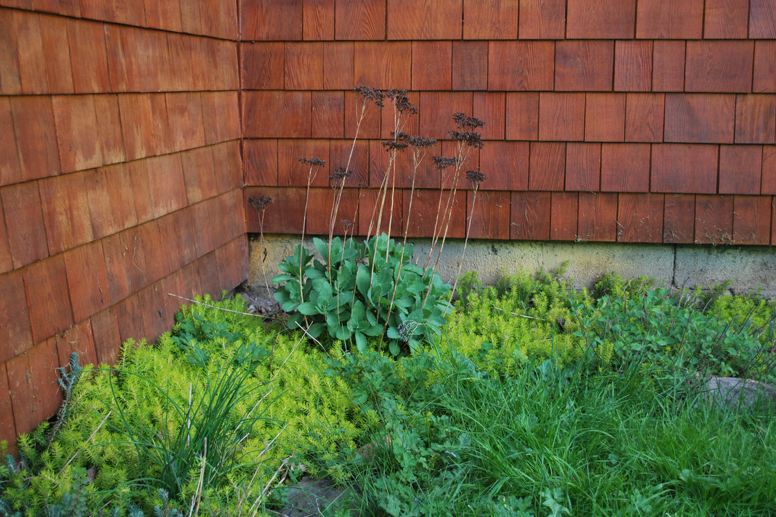 photo of ground cover