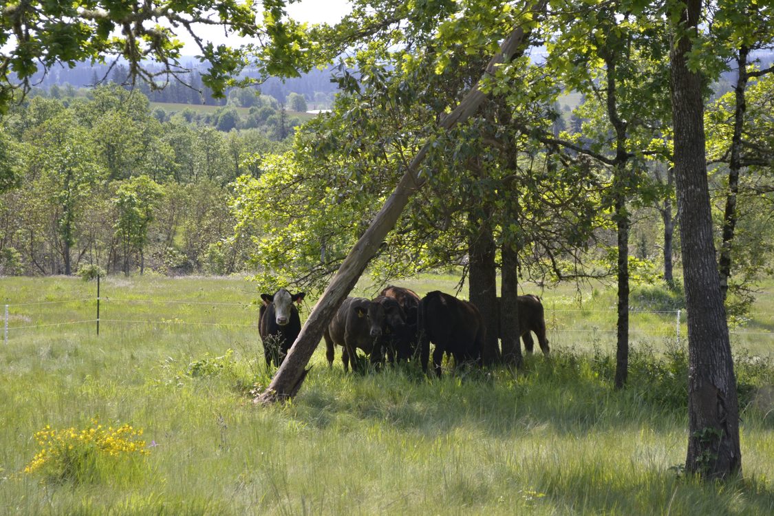 photo of cattle grazing at Cooper Mountain Nature Park