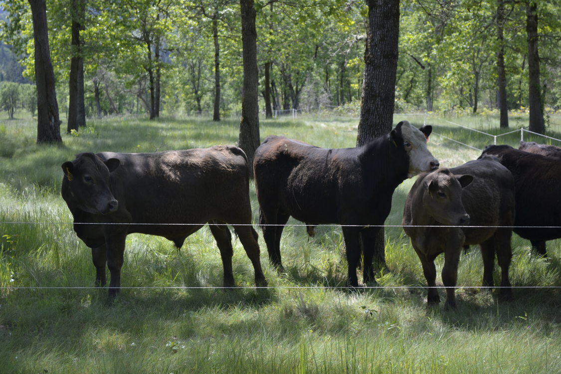 photo of cattle grazing at Cooper Mountain Nature Park