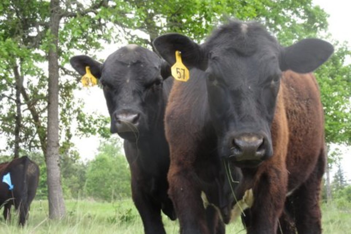 photo of cattle grazing at Cooper Mountain Nature Park