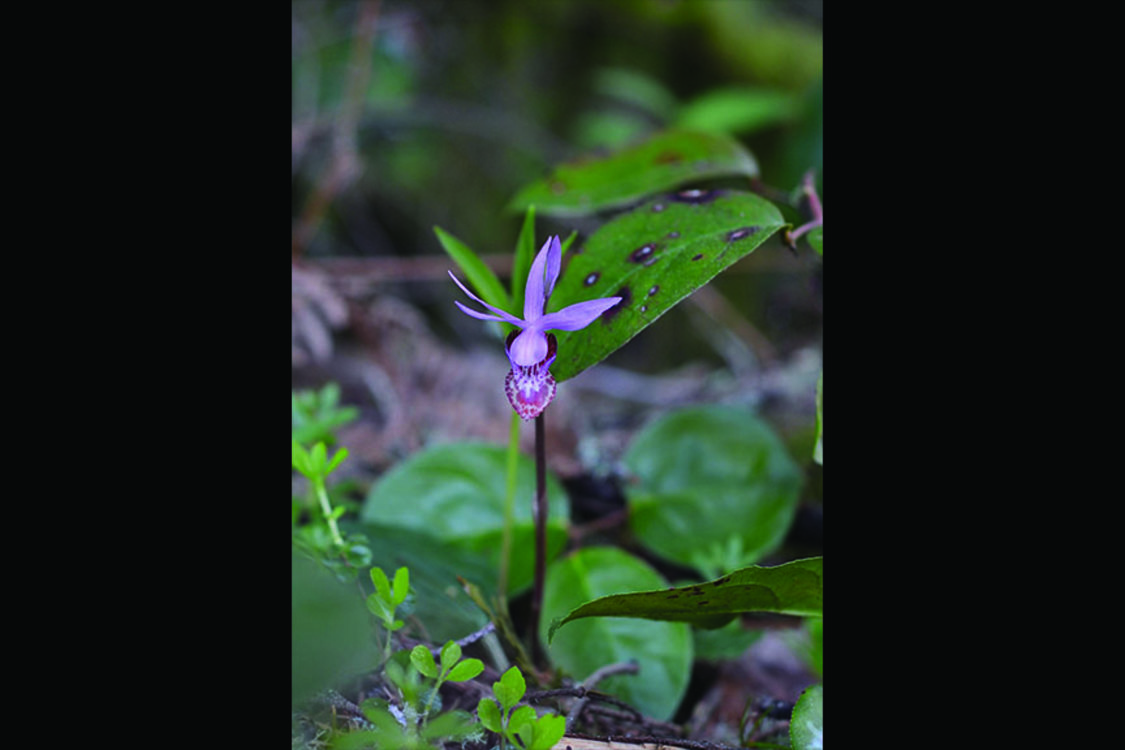photo of fairy slipper flower at Oxbow Regional Park