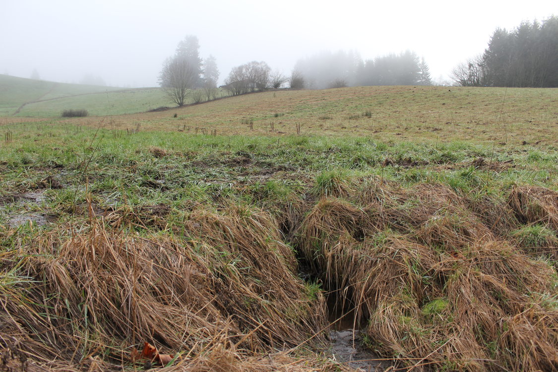 photo of headwaters of North Abbey Creek