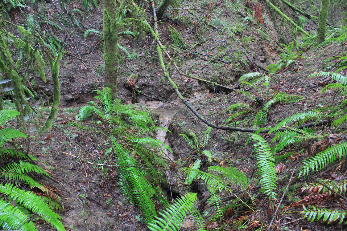 photo of degraded North Abbey Creek streambank