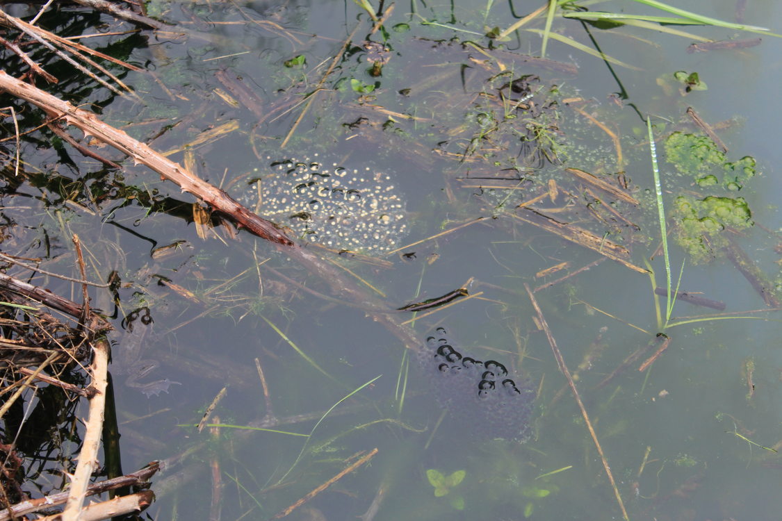 photo of Northern red-legged frog and egg masses