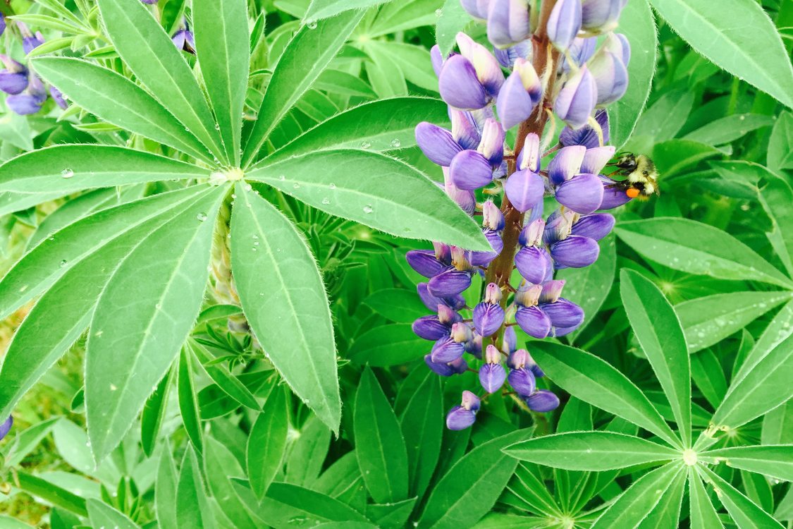 photo of bumblebee on large-leaved lupine