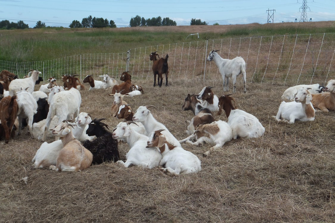 photo of goats at St. Johns Prairie