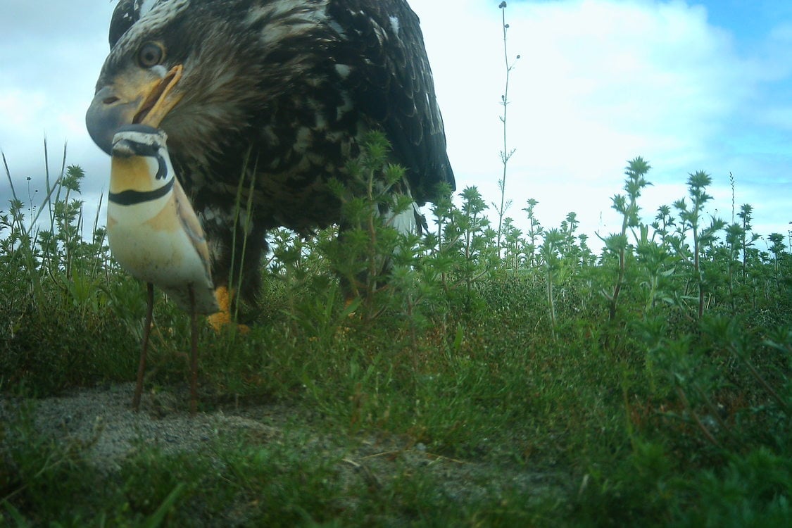 photo of juvenile bald eagle and streaked horned lark decoy at St. Johns Prairie