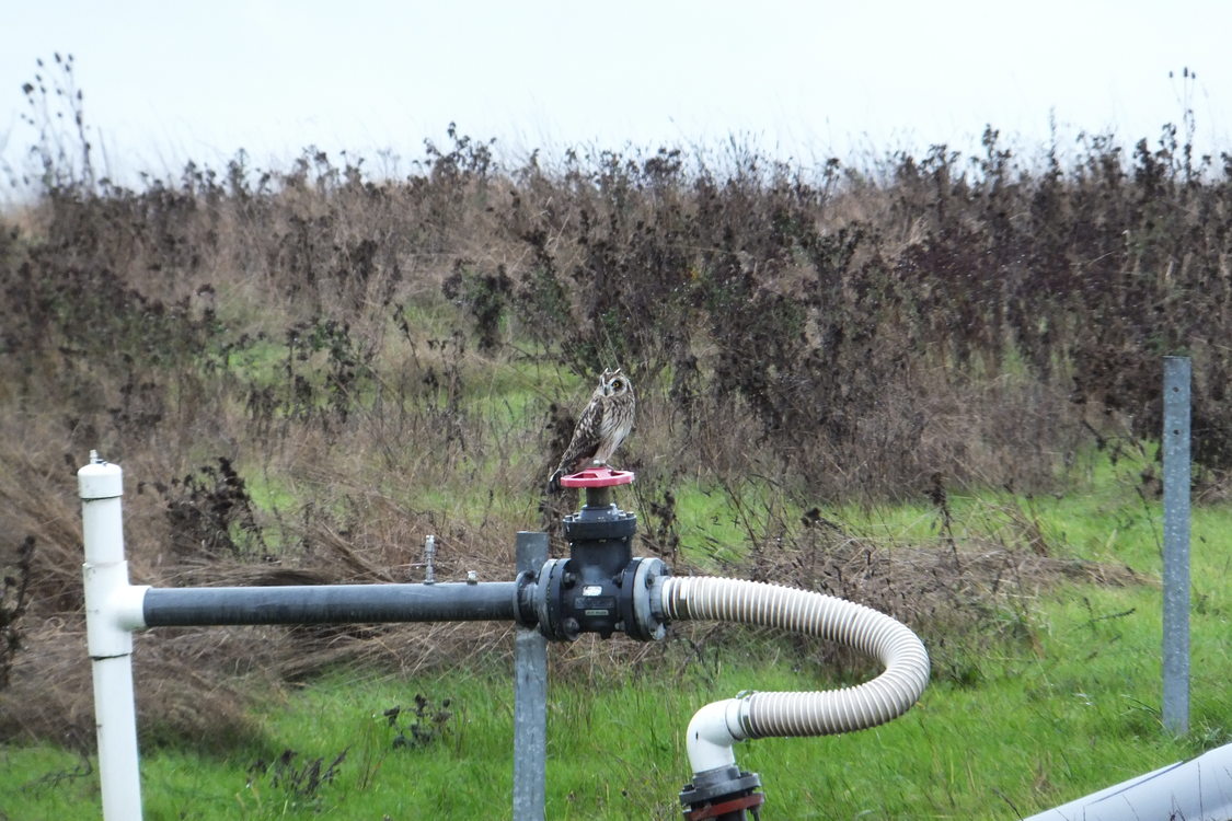 photo of short-eared owl sitting on well at St. Johns Prairie
