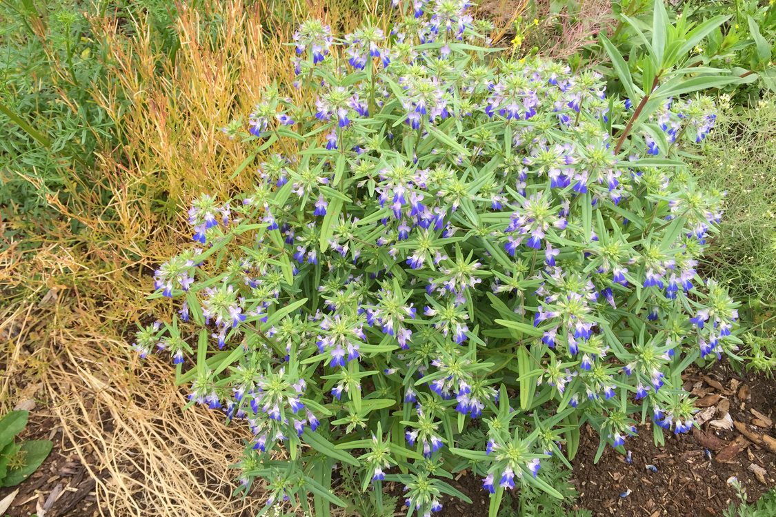 photo of blue-eyed mary flowers 