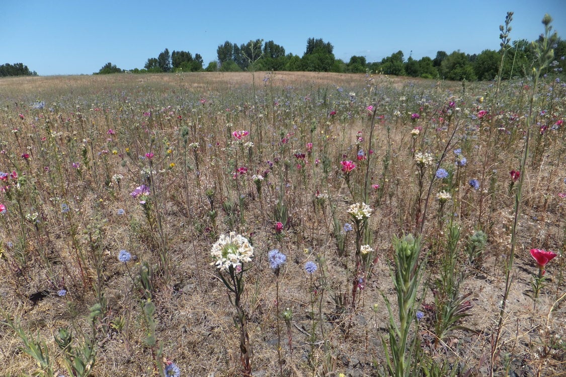 photo of st. johns prairie