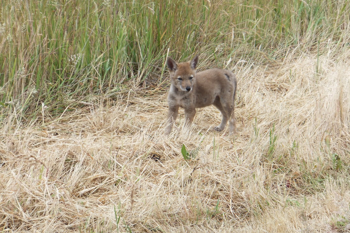 photo of coyote pups at St. Johns Prairie