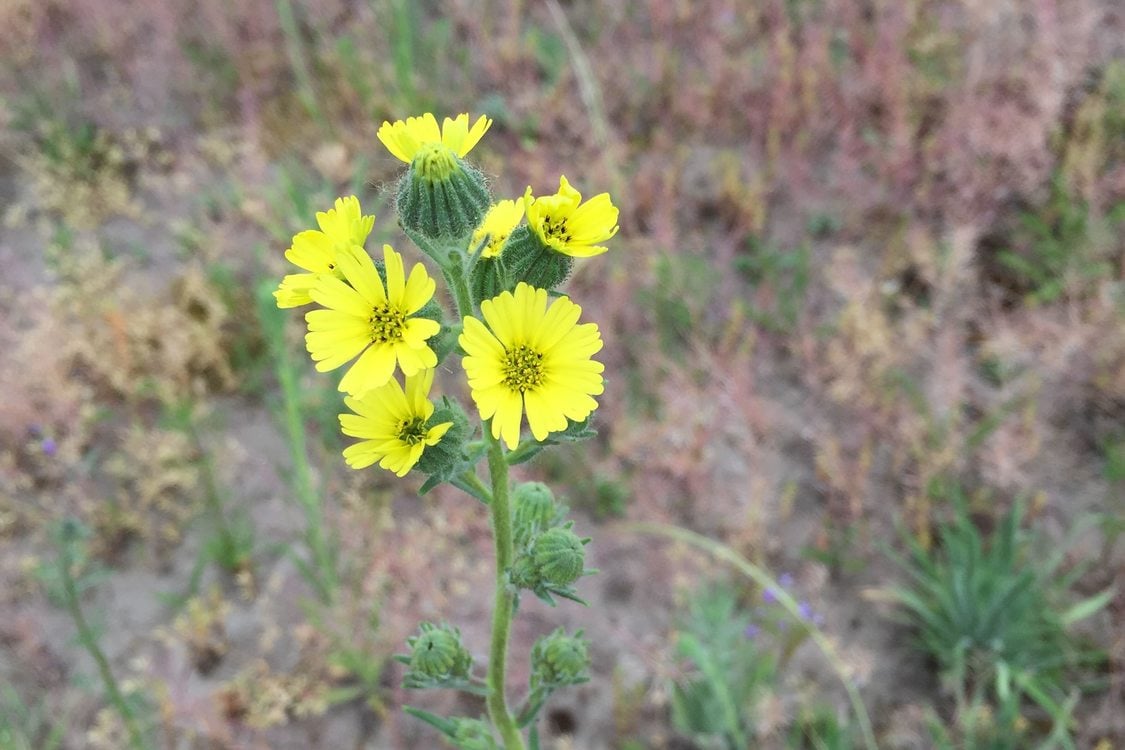 photo of madia flowers at St. Johns Prairie