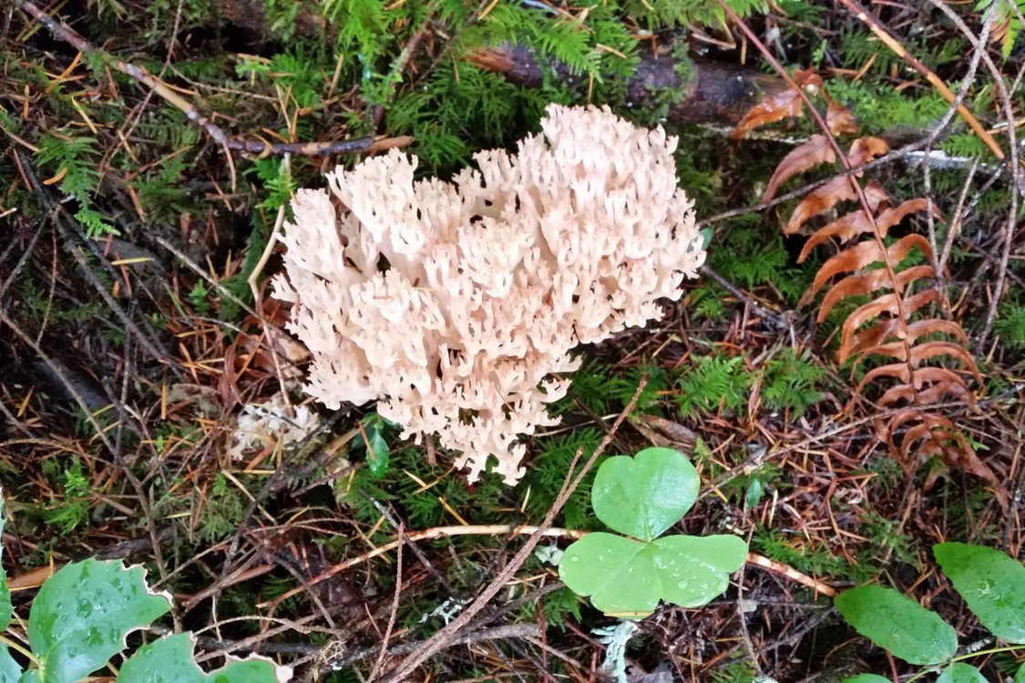 A coral mushroom is surrounded by moss, pine needles, and vegetation.