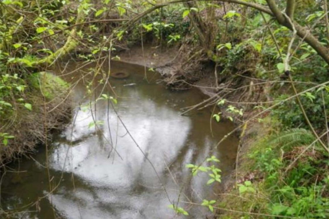 photo of Mount Scott Creek restoration area 