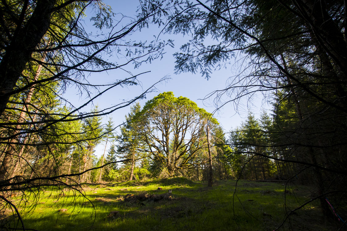 photo of released oak