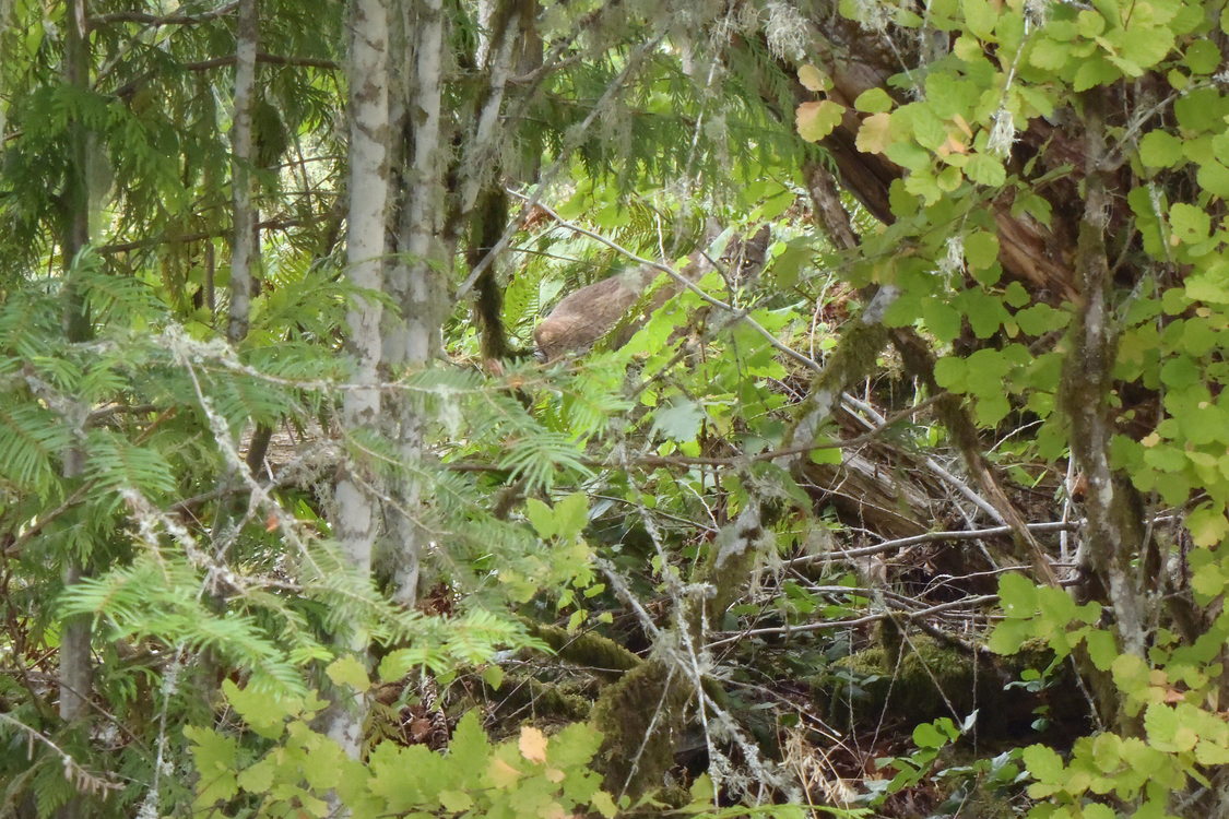 photo of juvenile bobcat at Chehalem Ridge Natural Area