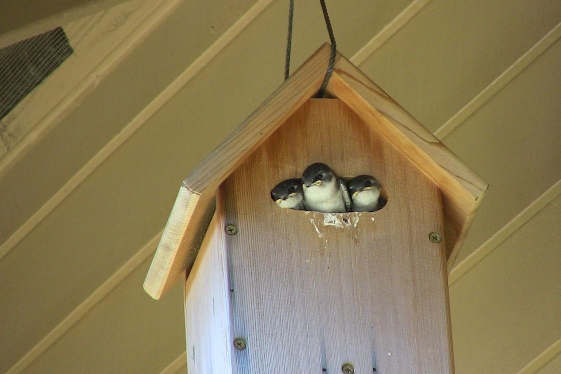 photo of birds peeking out of a birdhouse