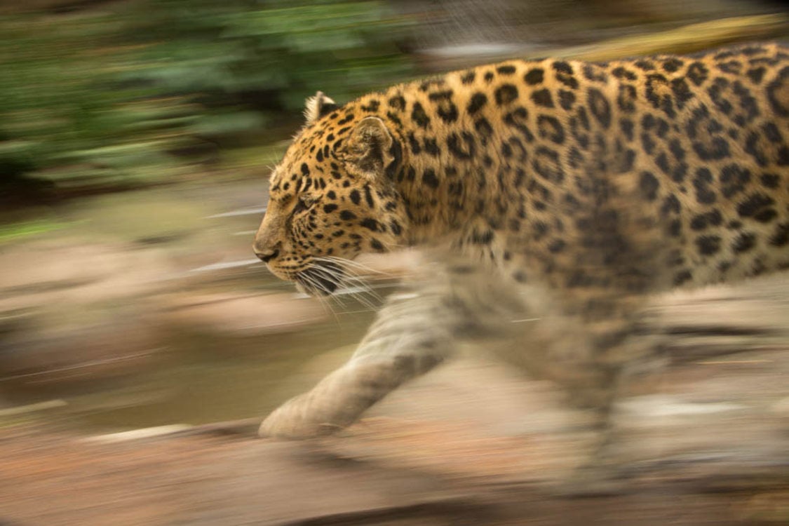 photo of Kia the Amur leopard