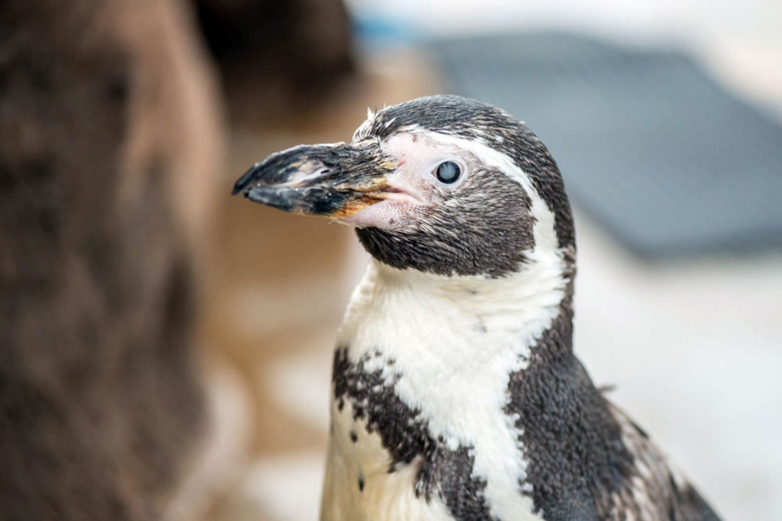 photo of Hermosa, Humboldt penguin