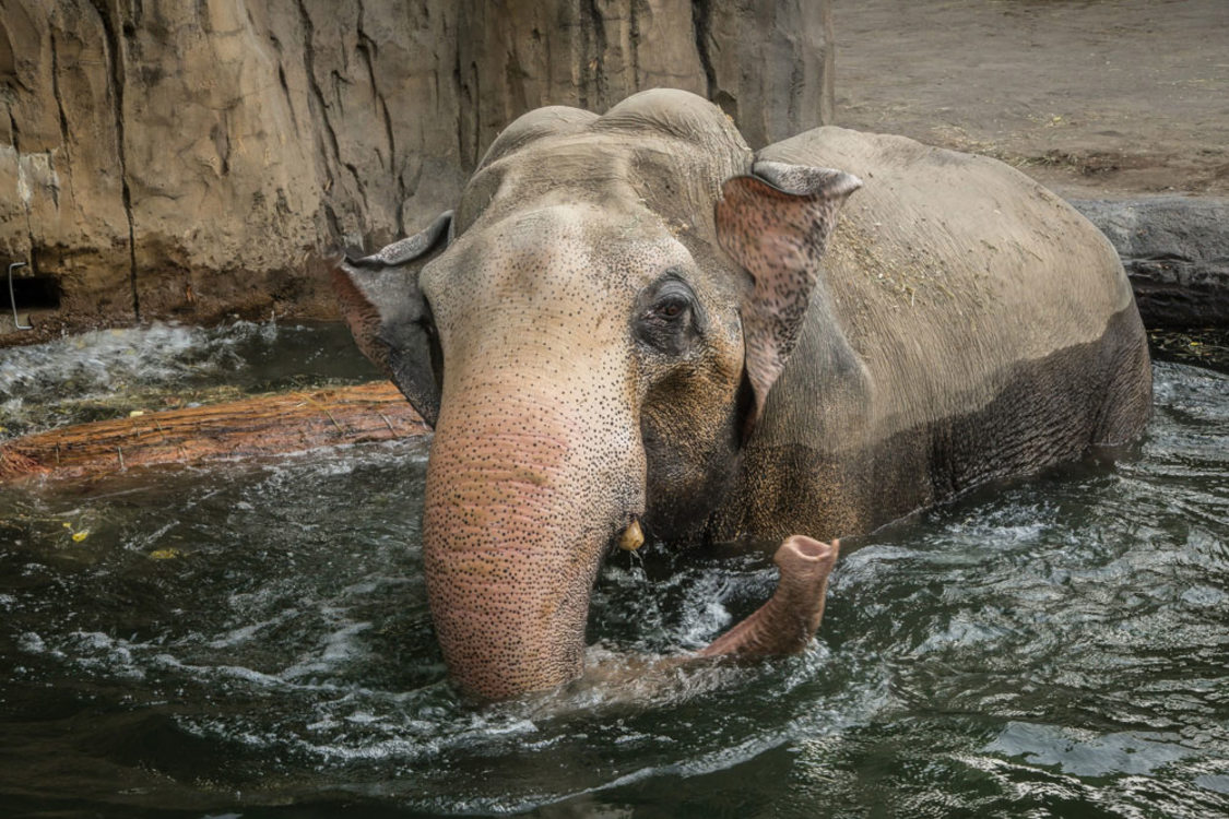 photo of Packy the elephant