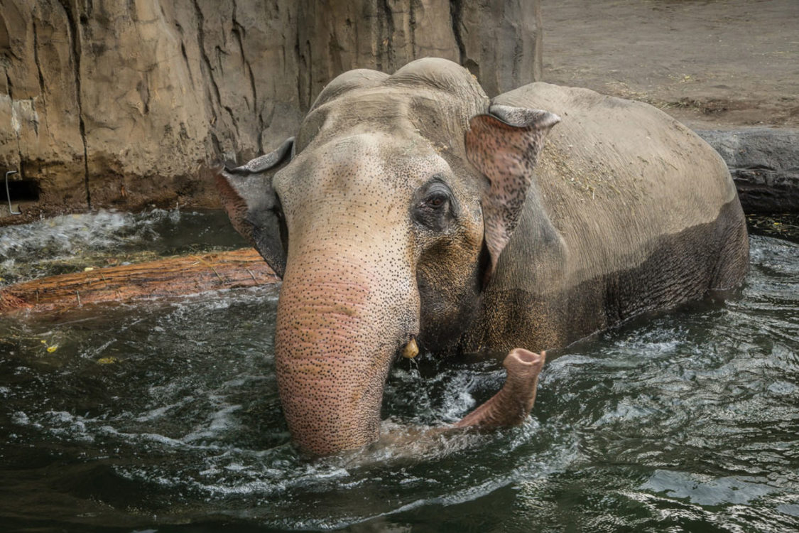 photo of Packy the elephant