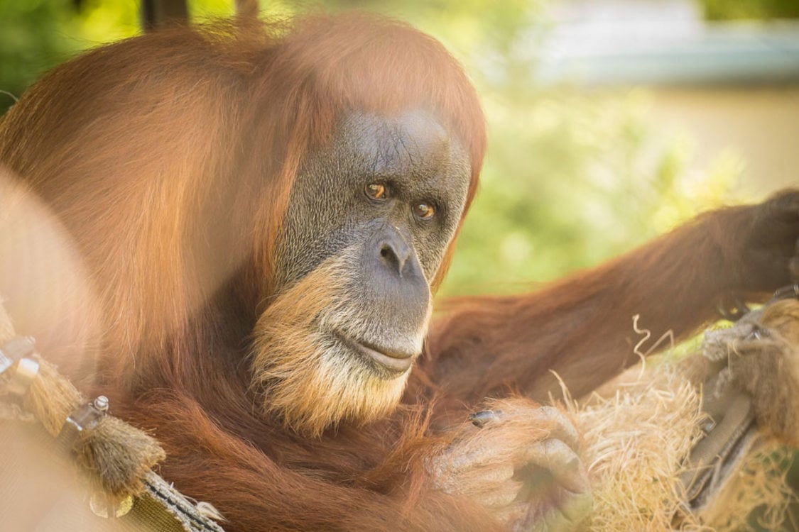 photo of Inji, Sumatran orangutan