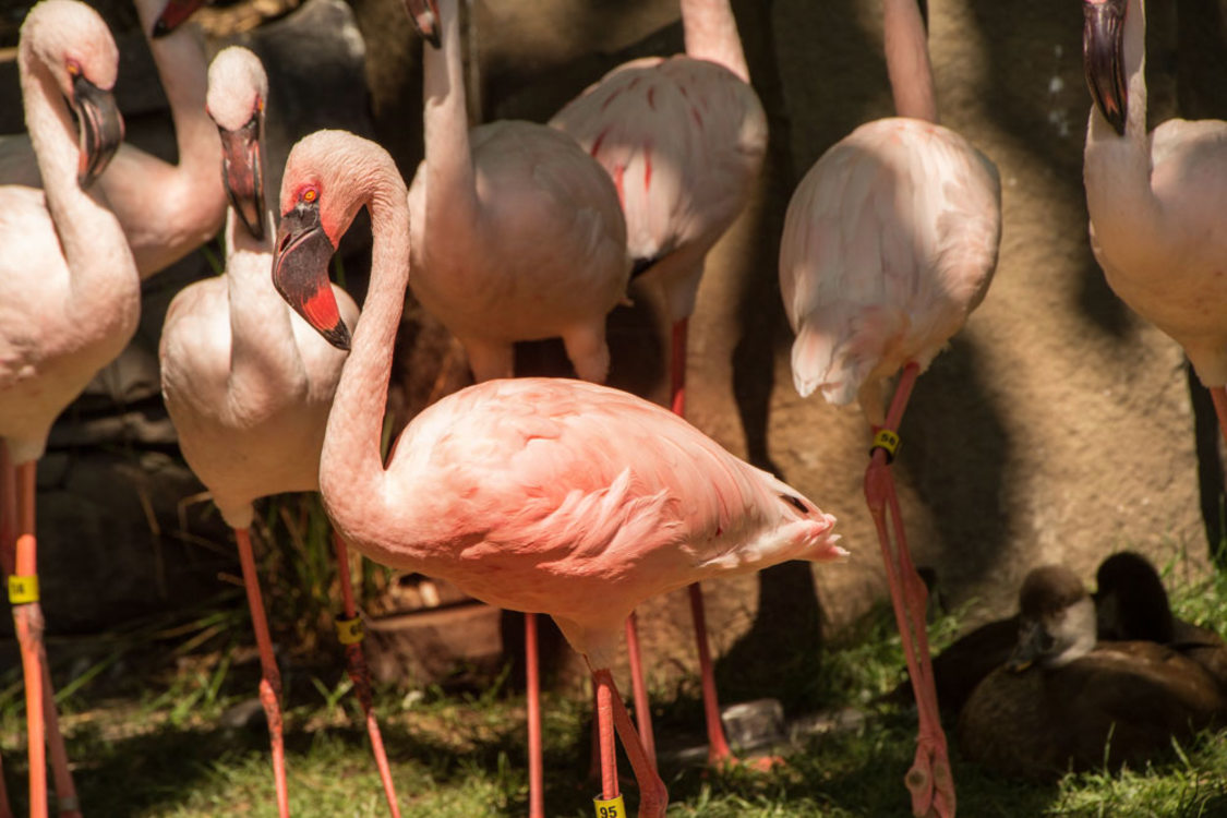 photo of Big Pink the flamingo