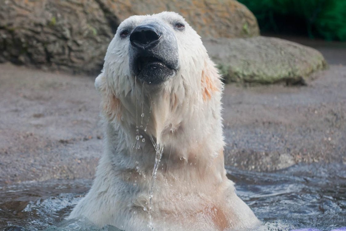 These 6 Oregon Zoo animals are the oldest of their kind | Metro These 6 Oregon Zoo animals are the oldest of their kind | Metro