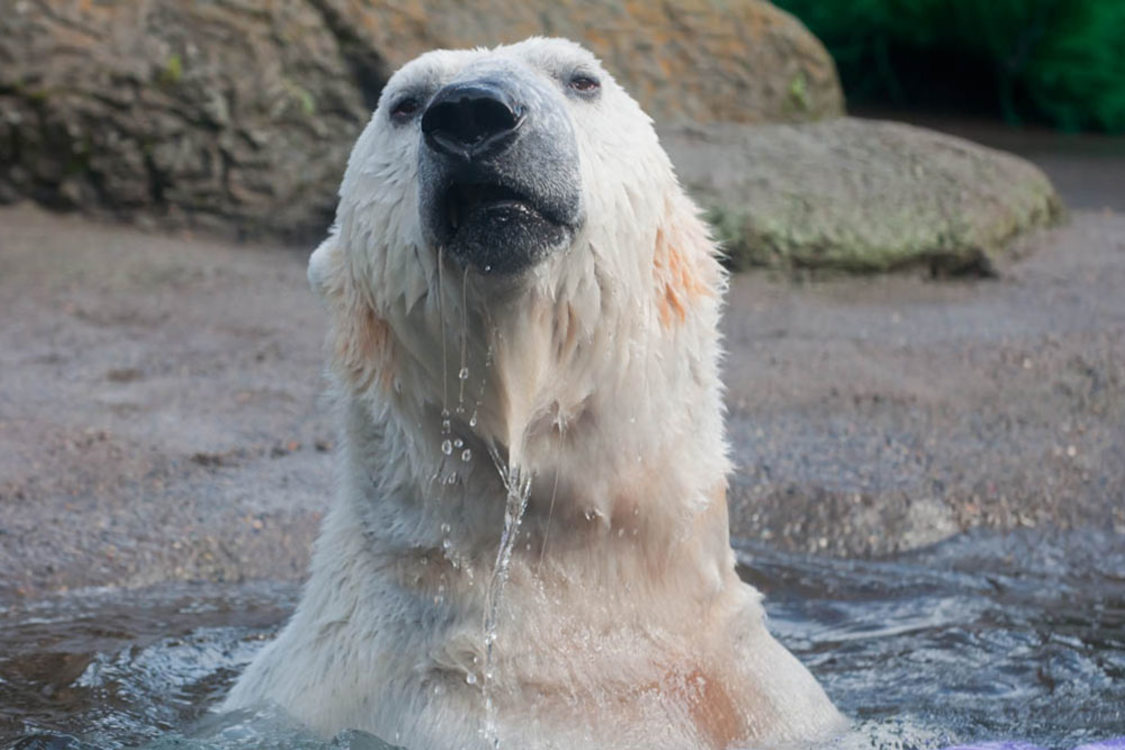 photo of Conrad the polar bear