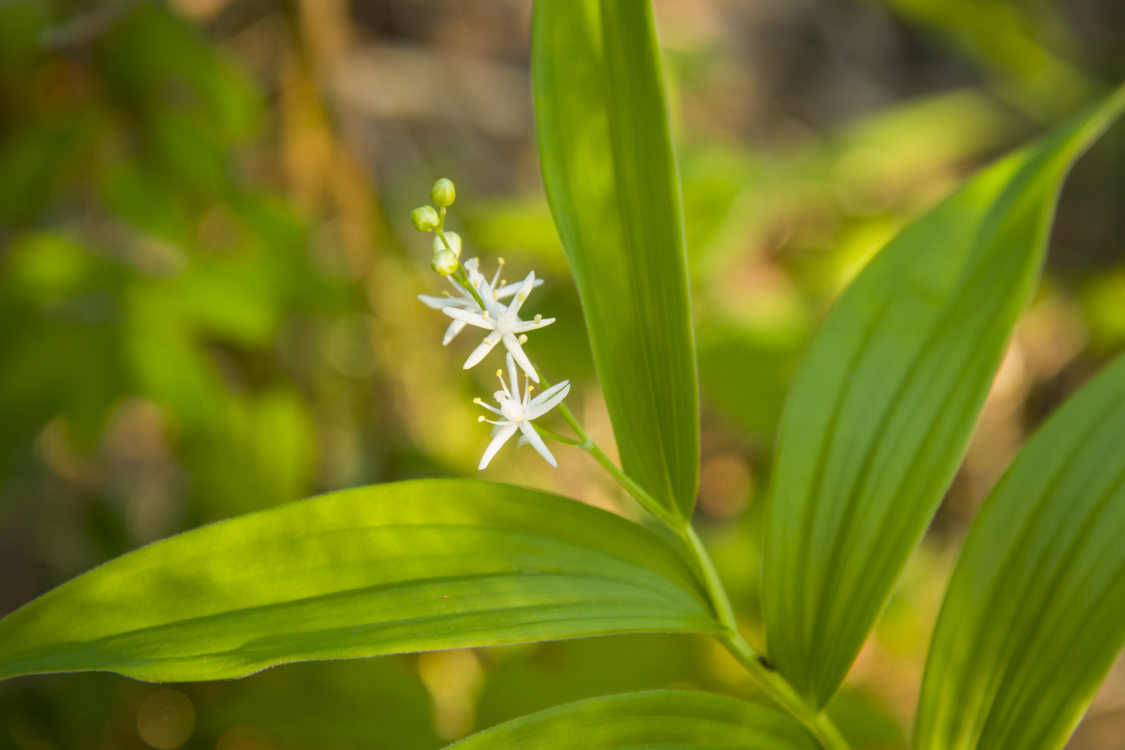 photo of false Solomon's seal at Chehalem Ridge Natural Area