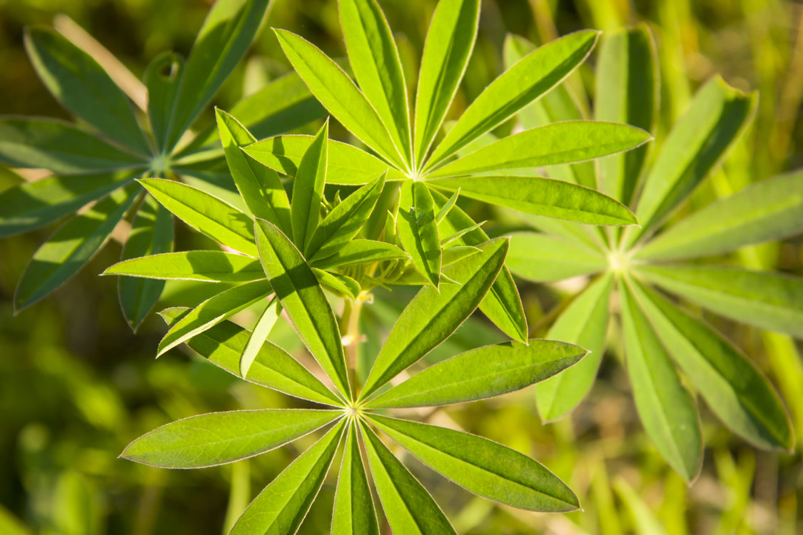 photo of lupine at Chehalem Ridge Natural Area