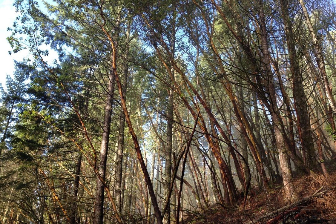 photo of Chehalem Ridge madrones