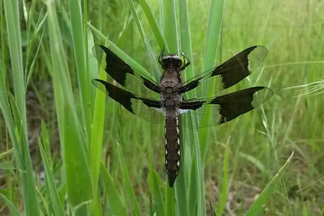 photo of whitetail dragonfly at River Island