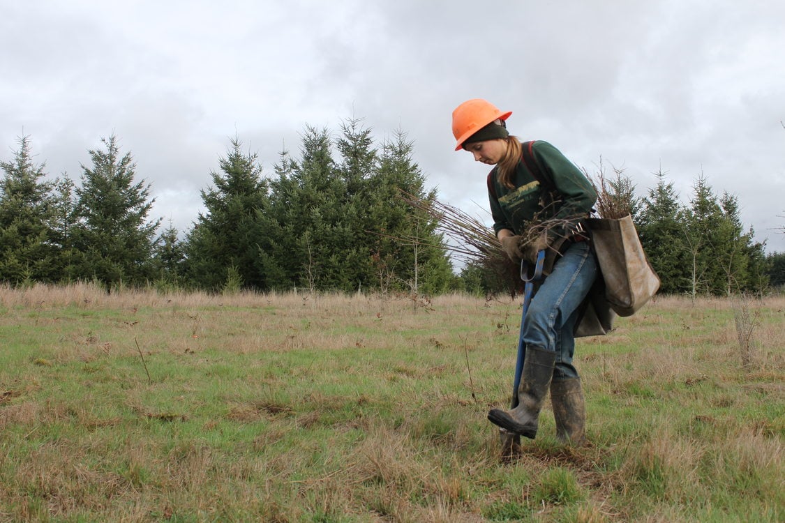 photo of planting at Clear Creek Natural Area