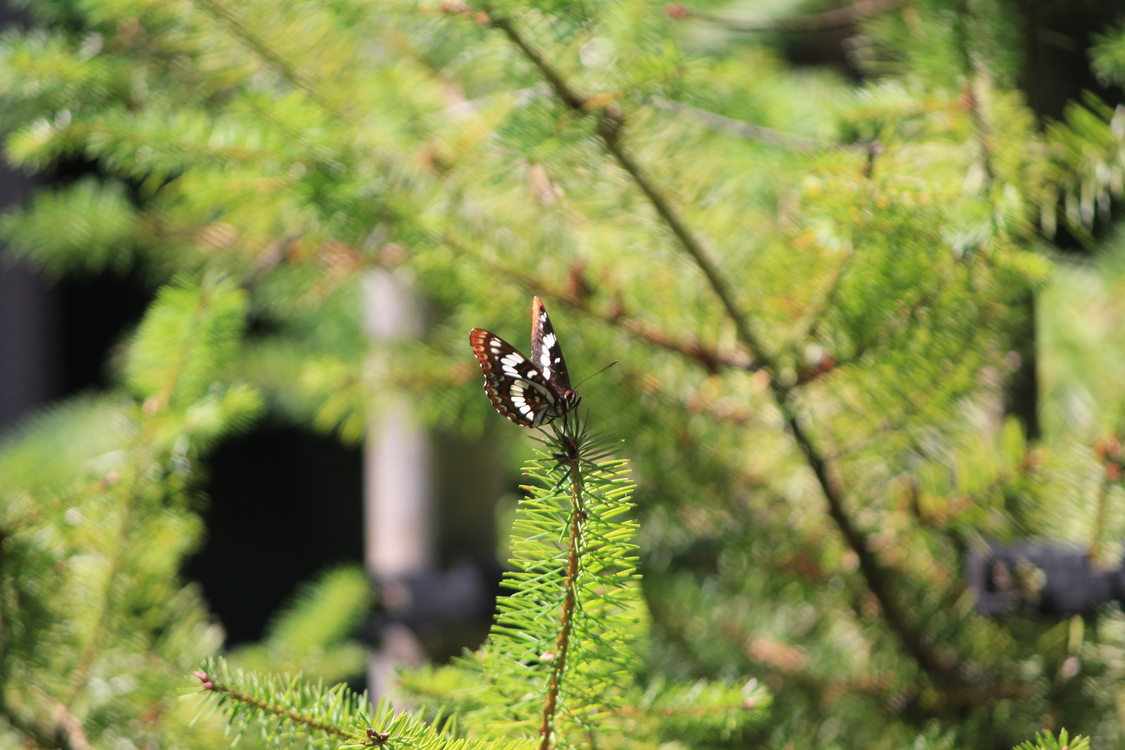 photo of butterfly at Scouters Mountain Nature Park