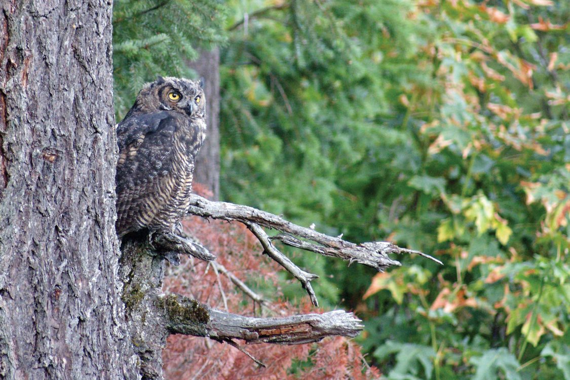 photo of an owl by Terry Taylor