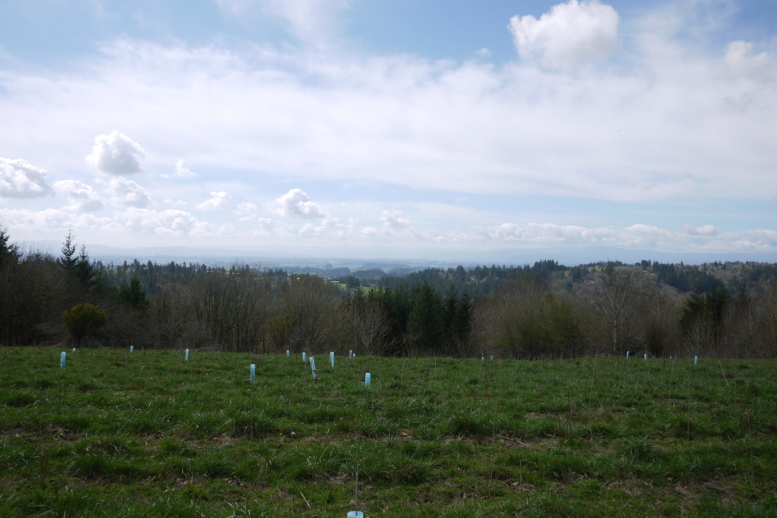 photo of view from McCarthy Creek Natural Area