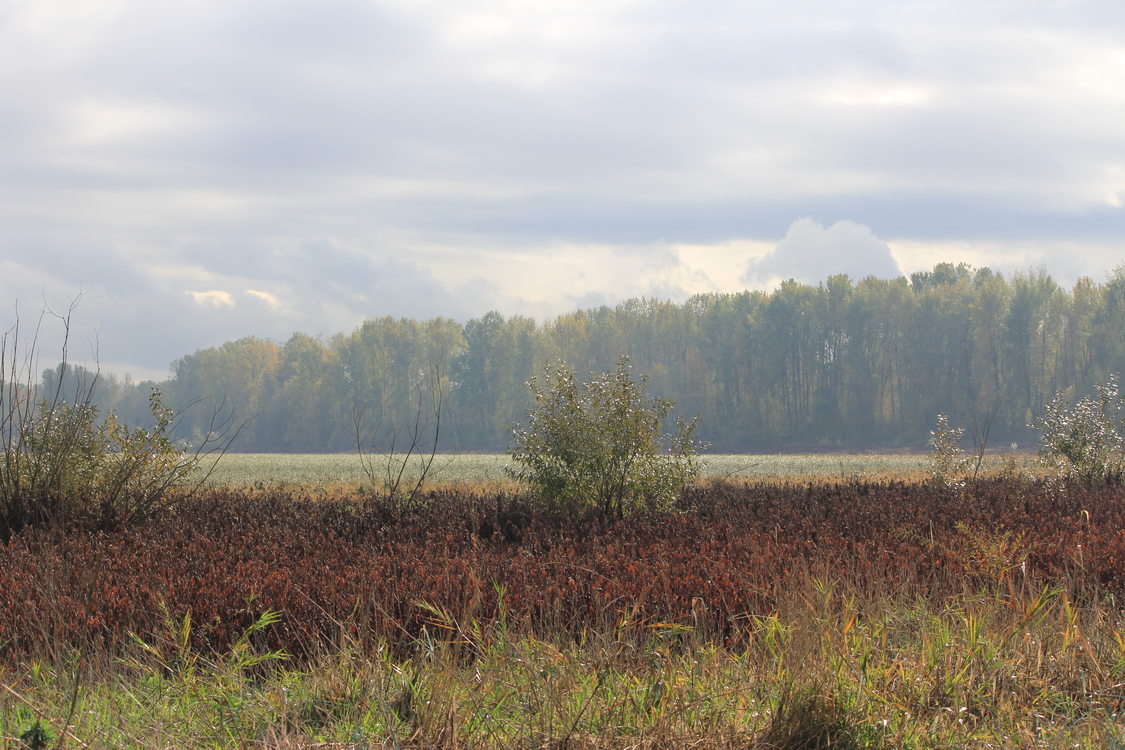 photo of Smith and Bybee Wetlands