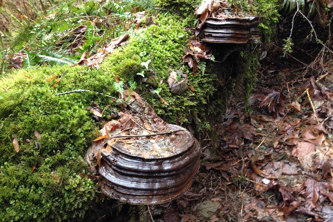 photo of conks along the North Fork of Deep Creek