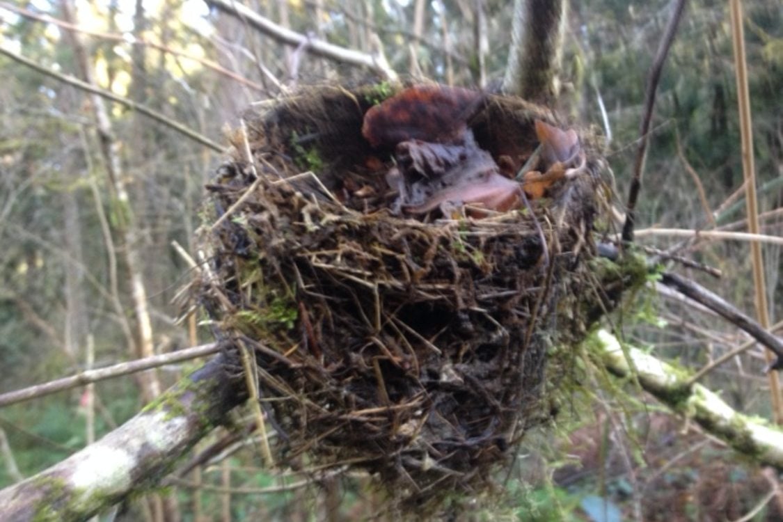 photo of robin's nest along the North Fork of Deep Creek.