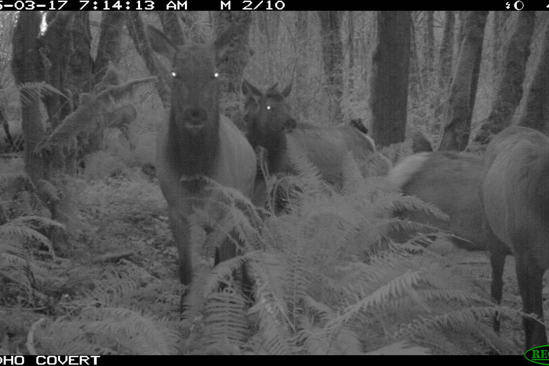 photo of elk at Killin Wetlands Natural Area