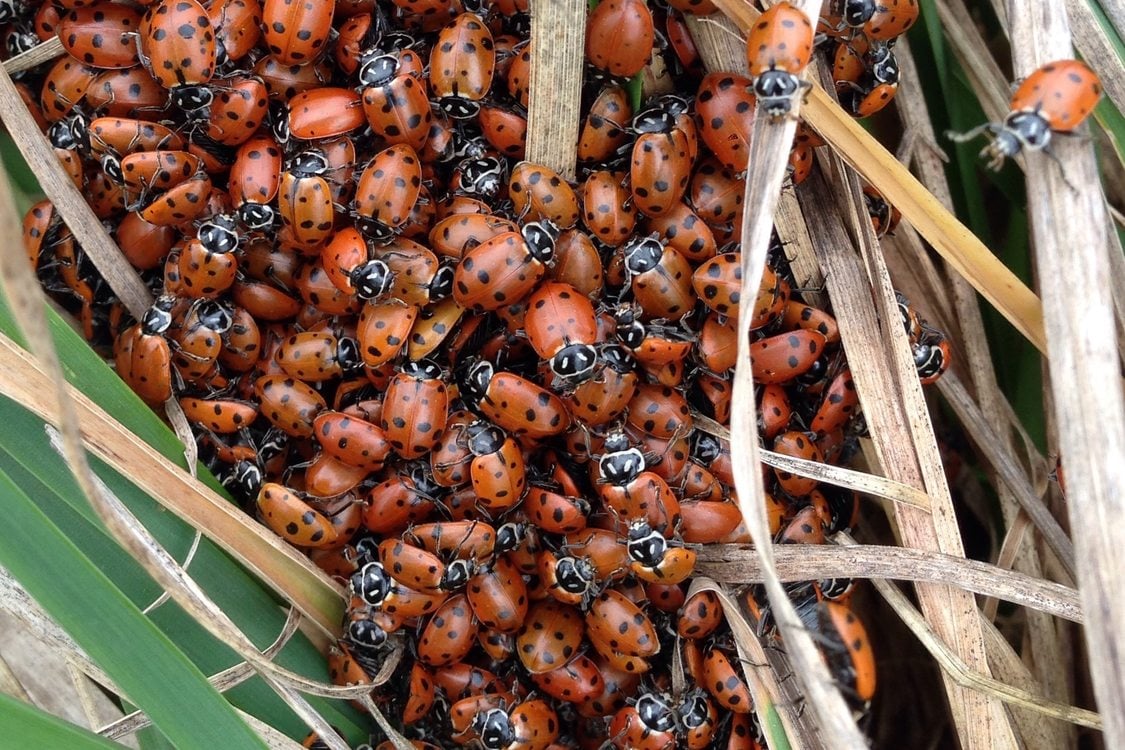 photo of ladybugs coming out of winter hibernation at North Abbey Creek Natural Area