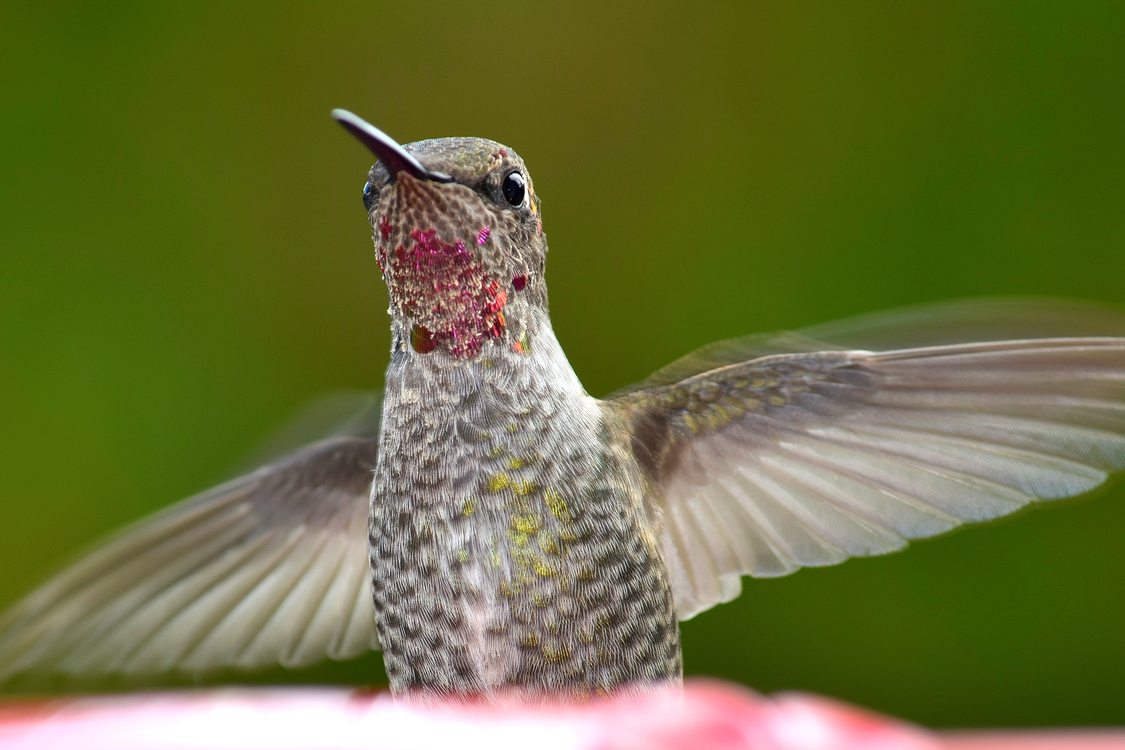 photo of Anna's hummingbird by Zach Mance