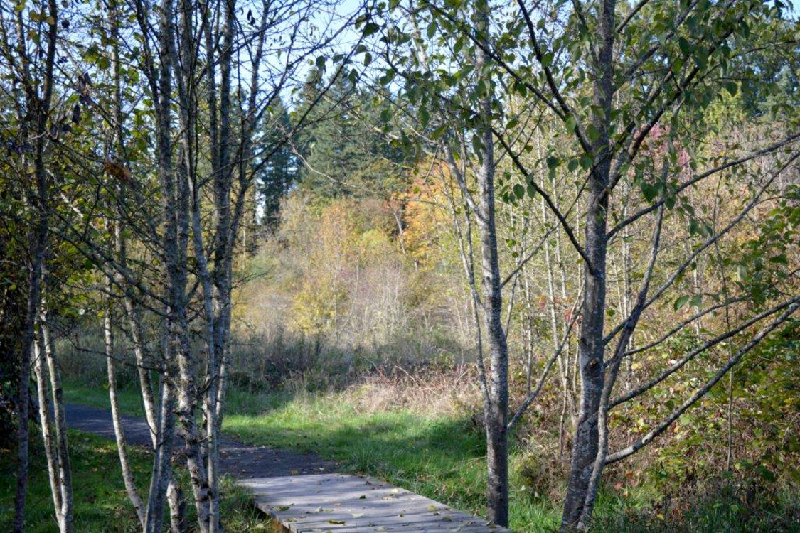 photo of a wooden trail at Lake Oswego with grass and trees on both sides 