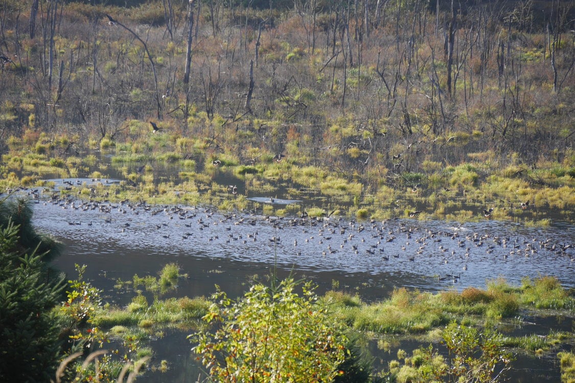 photo of Killin Wetlands